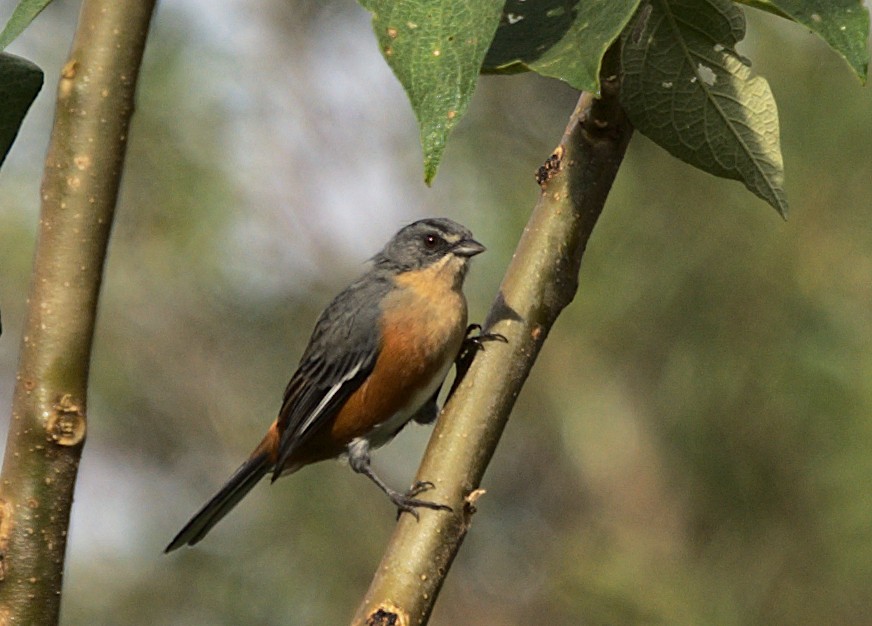 Buff-throated Warbling Finch - ML616190082