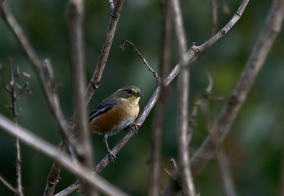 rustgumpspurv - ML616190083