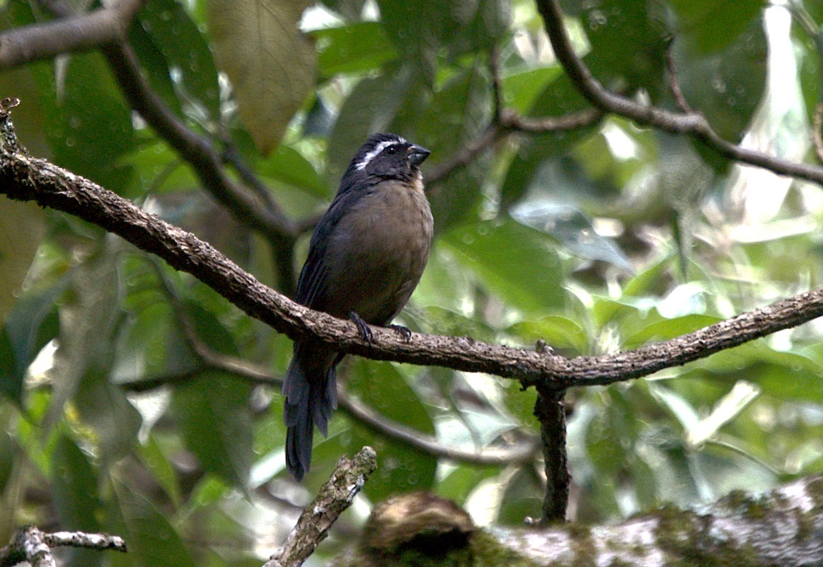 Thick-billed Saltator - ML616190092