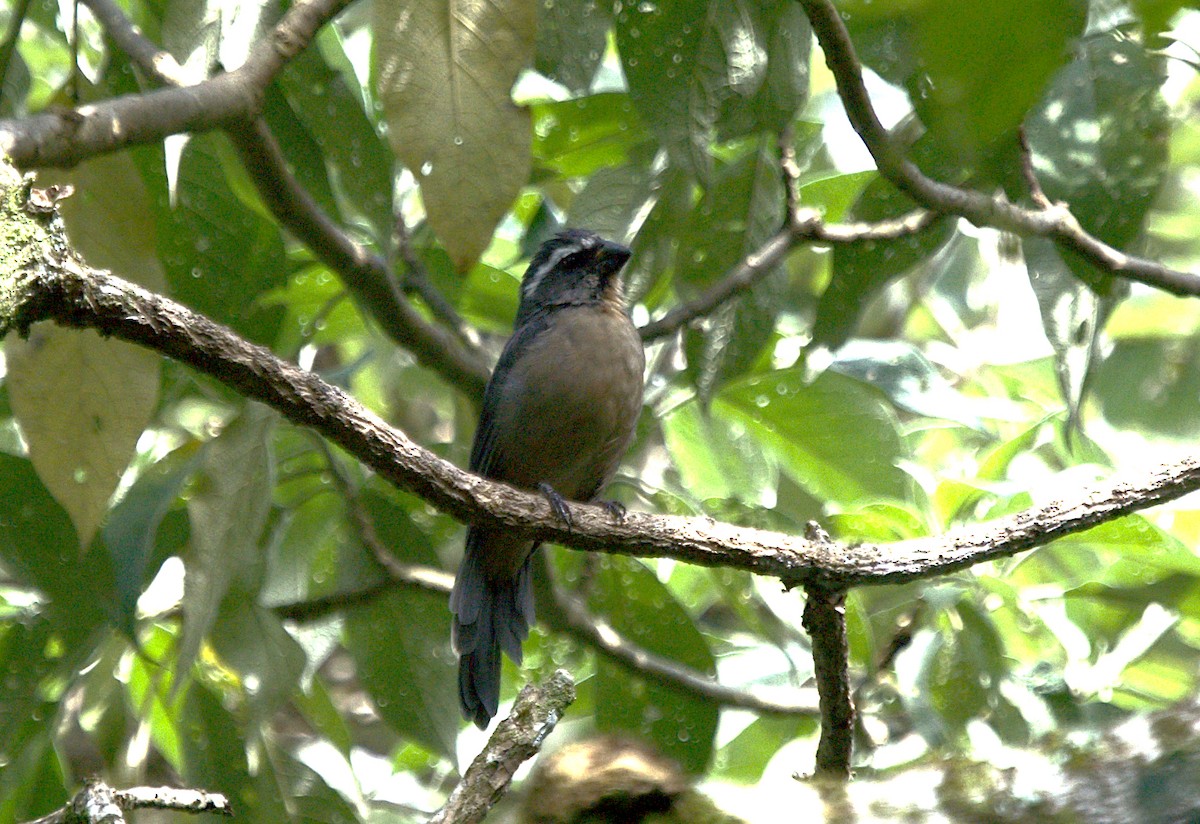 Thick-billed Saltator - ML616190093