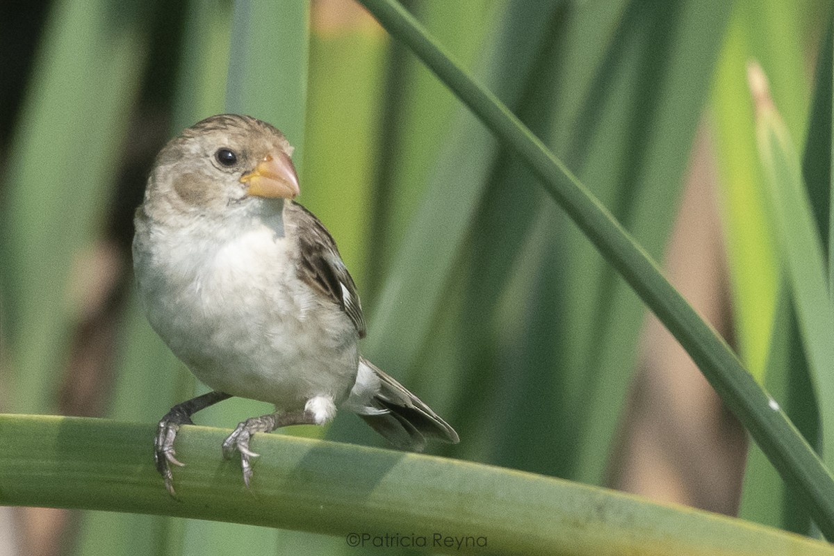 Chestnut-throated Seedeater - Patricia Reyna