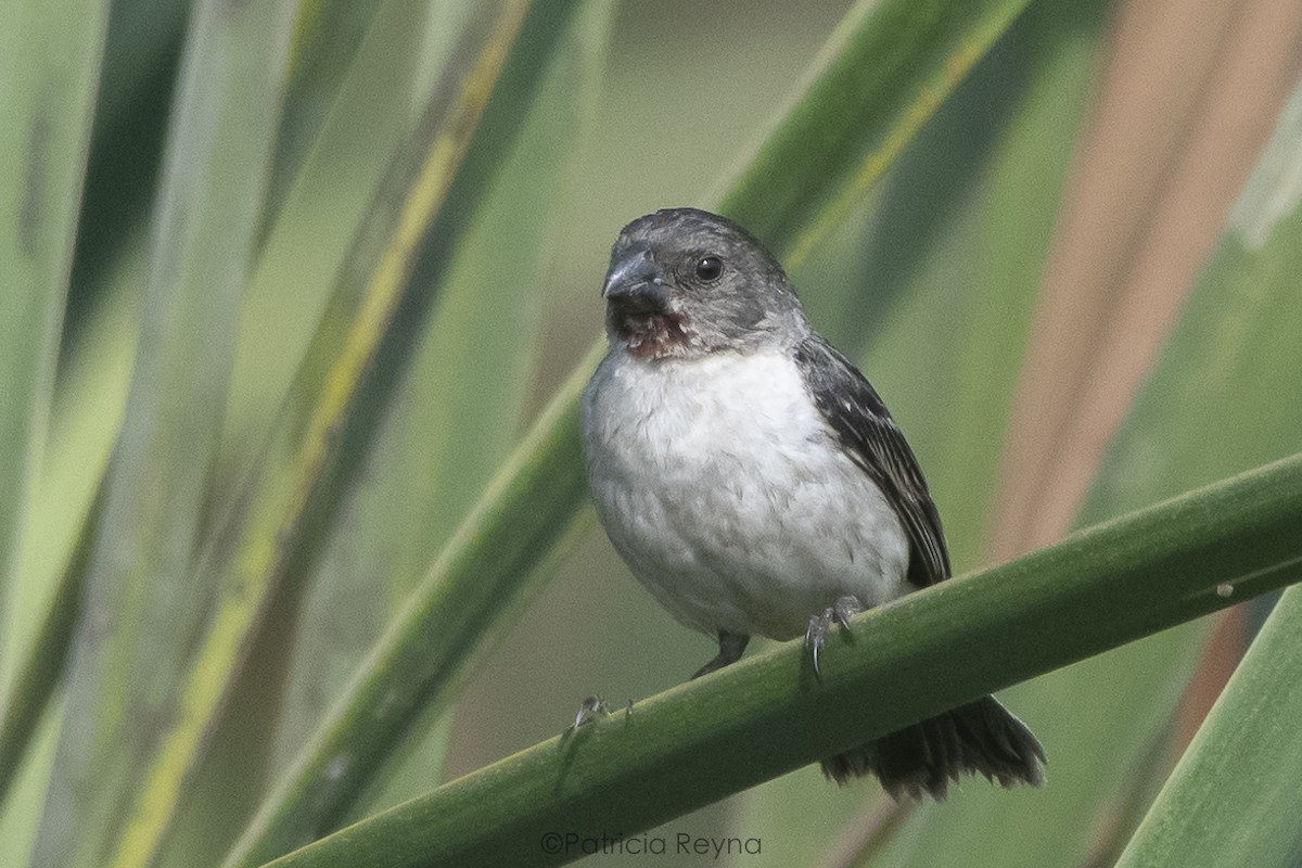 Chestnut-throated Seedeater - ML616190110