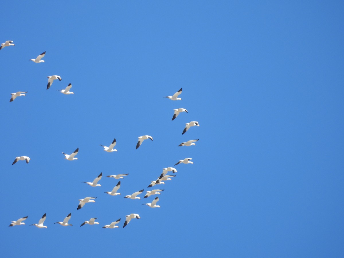 Snow Goose - Carl Lundblad