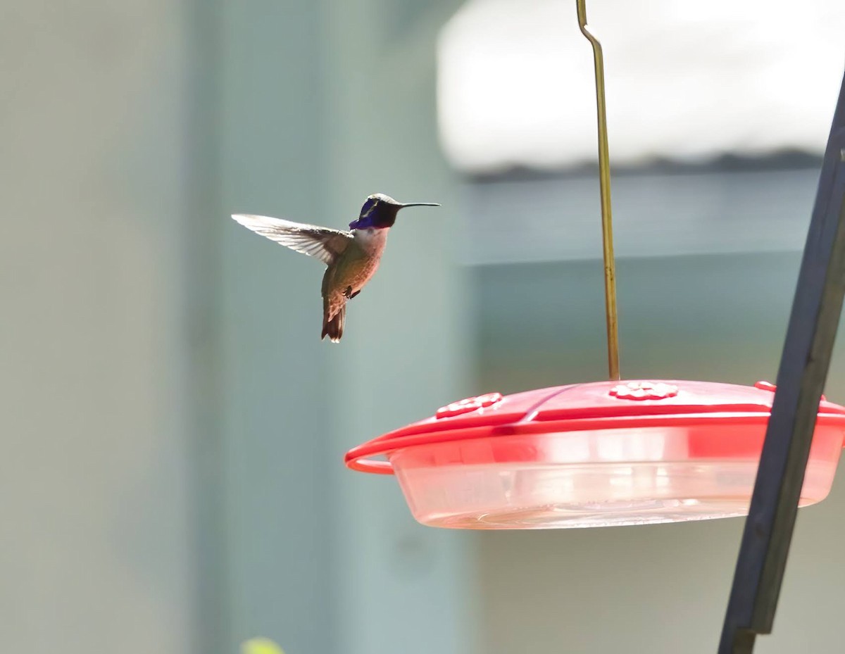 Costa's Hummingbird - Scott Diedrich