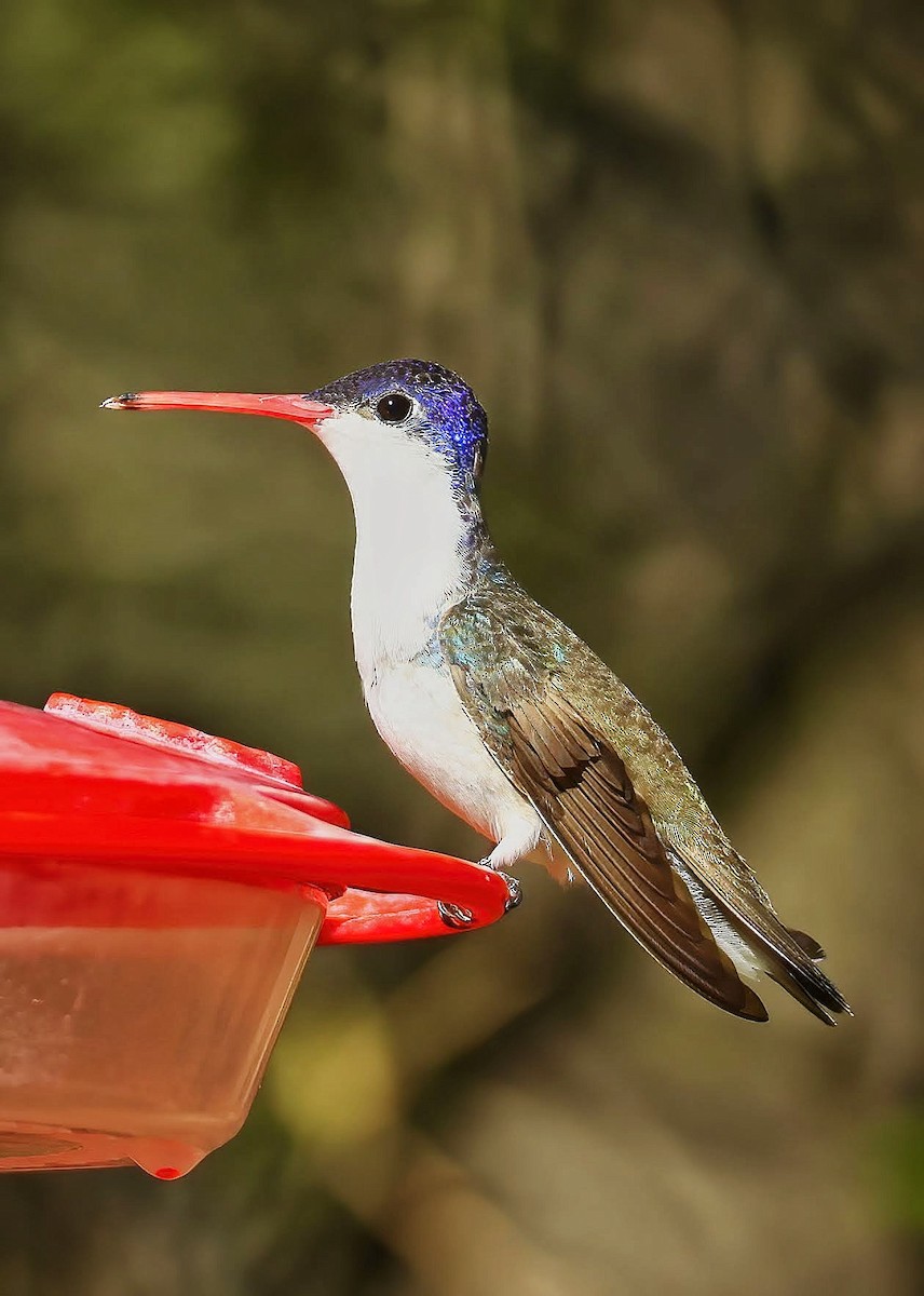 kolibřík fialovokorunkatý - ML616190197