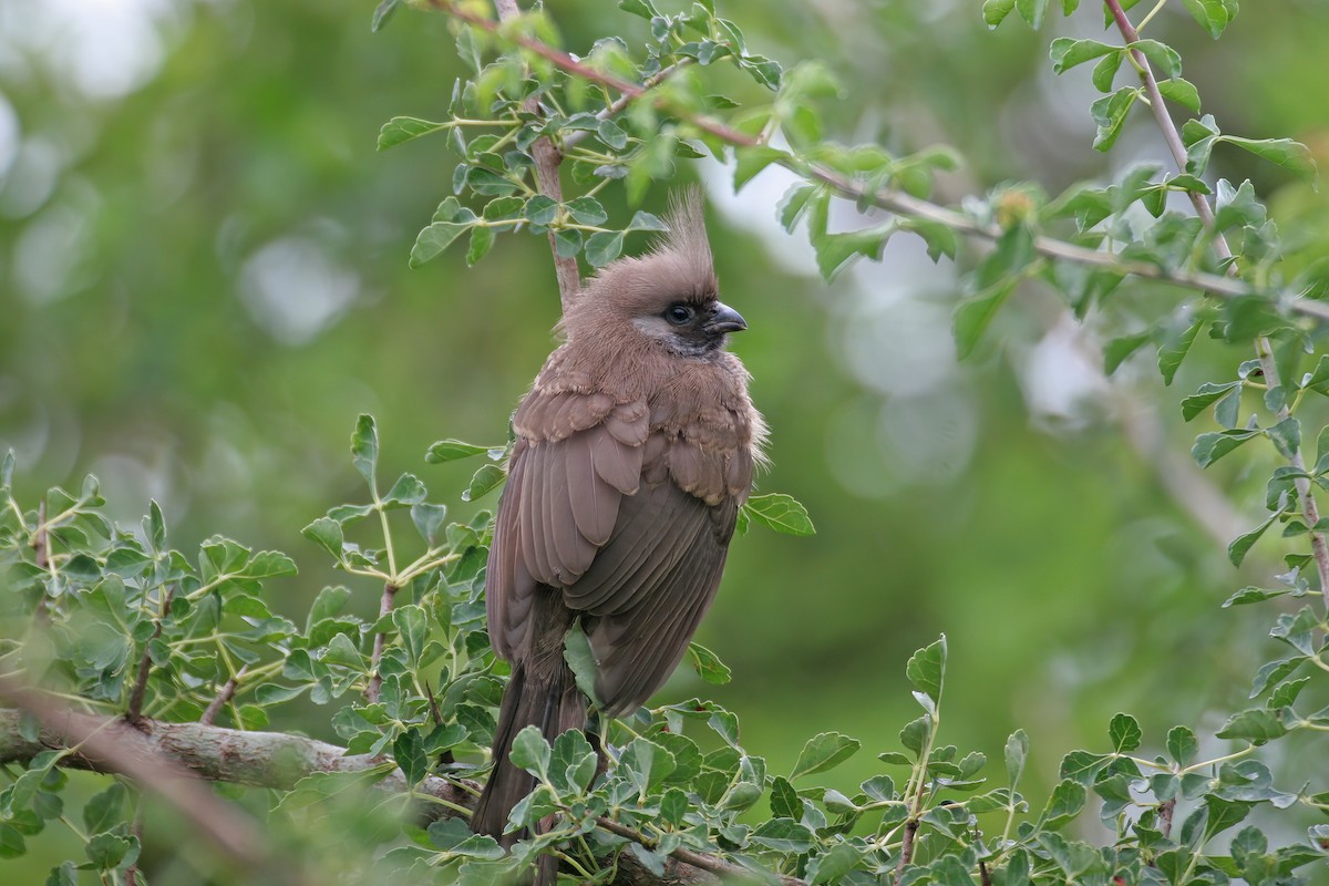 Speckled Mousebird - ML616190201