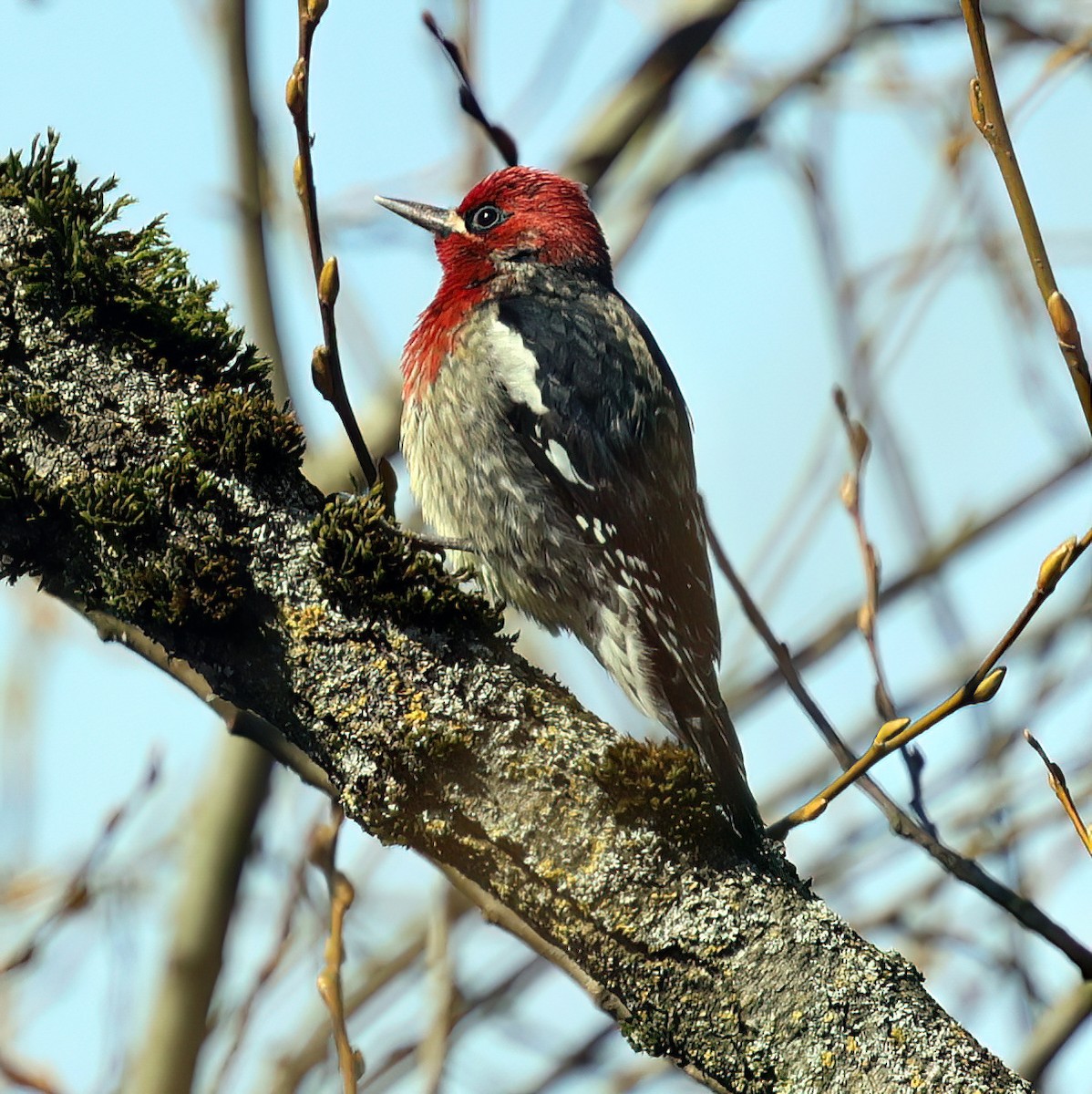 Red-breasted Sapsucker - ML616190226