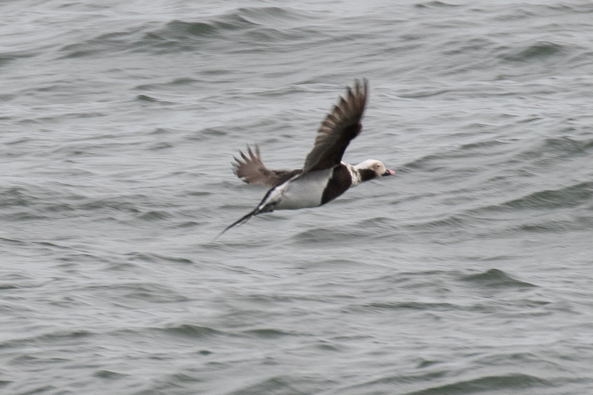 Long-tailed Duck - ML616190264