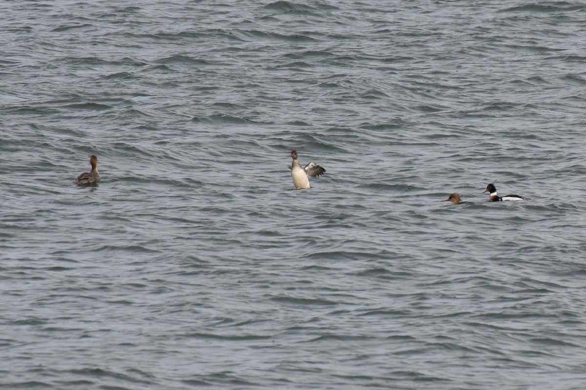 Red-breasted Merganser - ML616190274