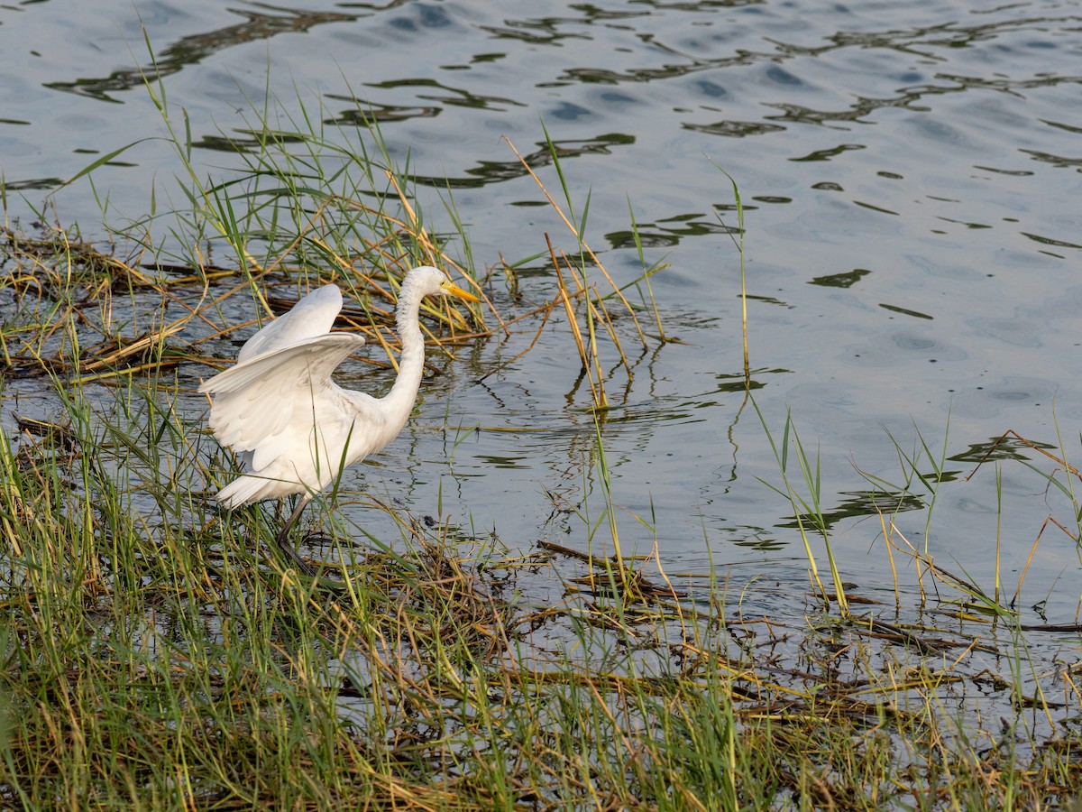 Medium Egret - Kaustubh Thirumalai