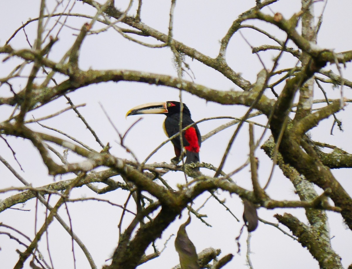 Collared Aracari - ML616190332