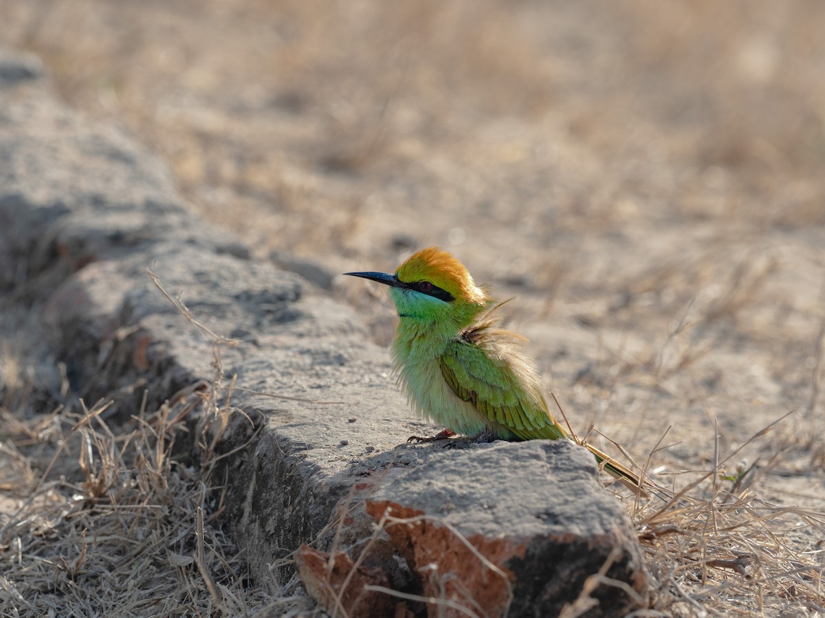 Asian Green Bee-eater - Kaustubh Thirumalai