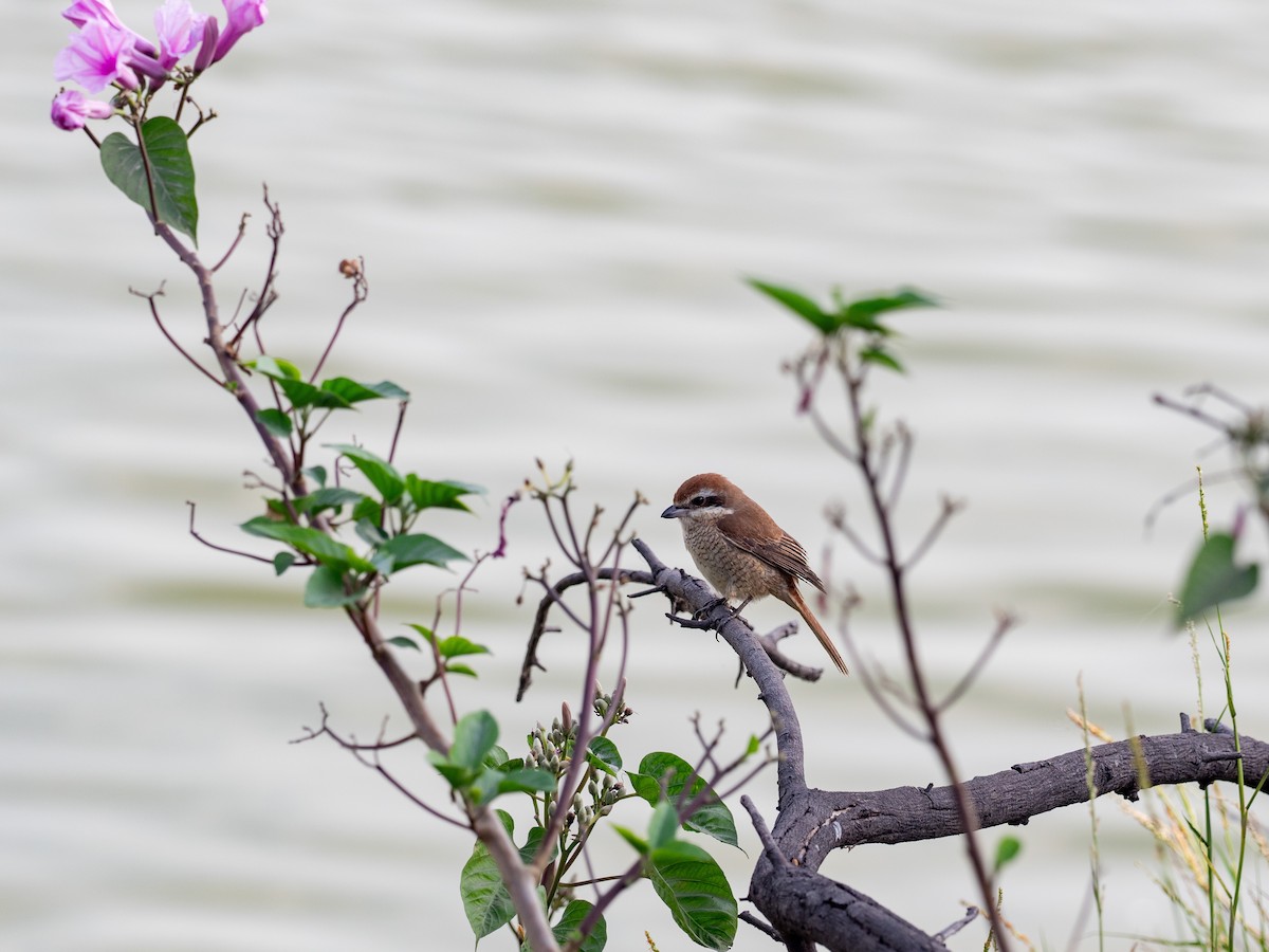 Brown Shrike - ML616190340