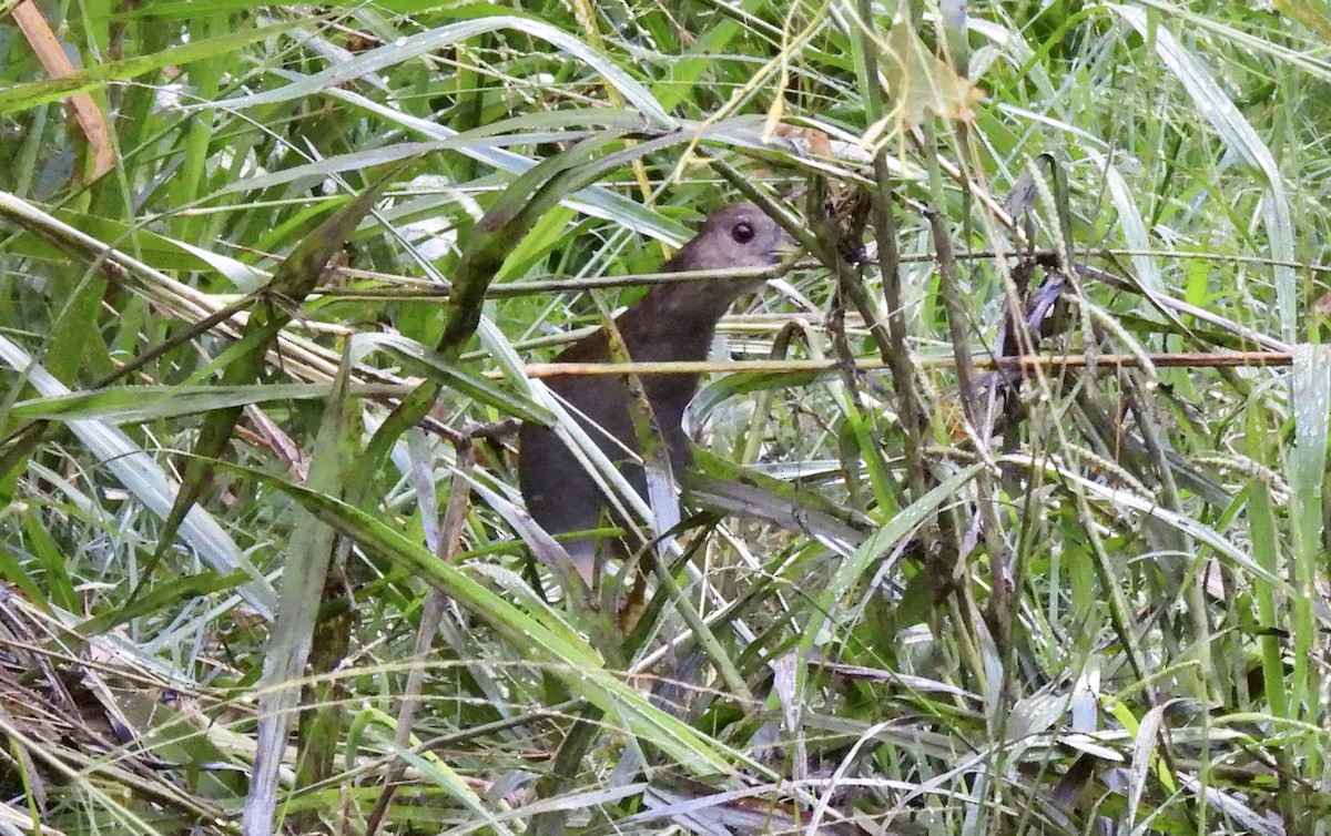 Pale-vented Bush-hen - Marion Roper