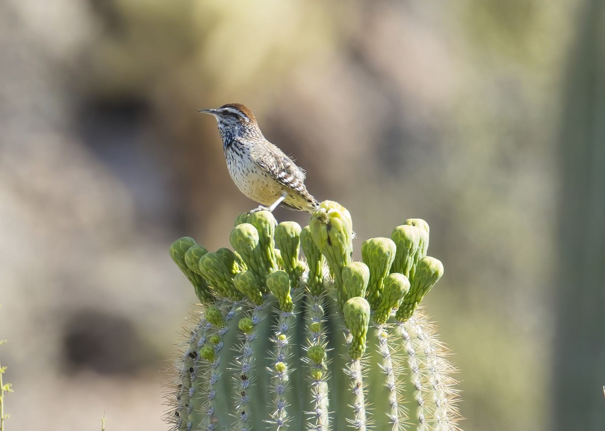 Cactus Wren - Scott Diedrich