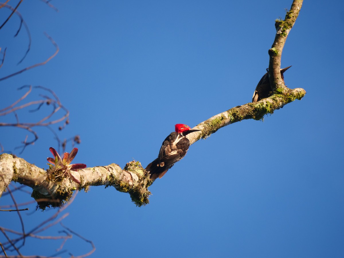 Powerful Woodpecker - ML616190402