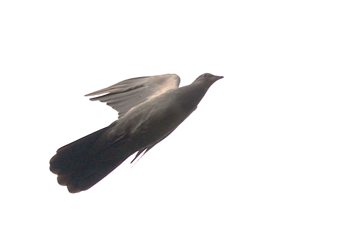 Plumbeous Pigeon - ML616190406