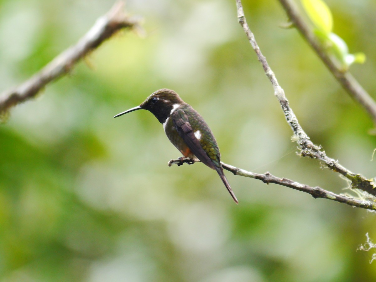 Purple-throated Woodstar - ML616190450