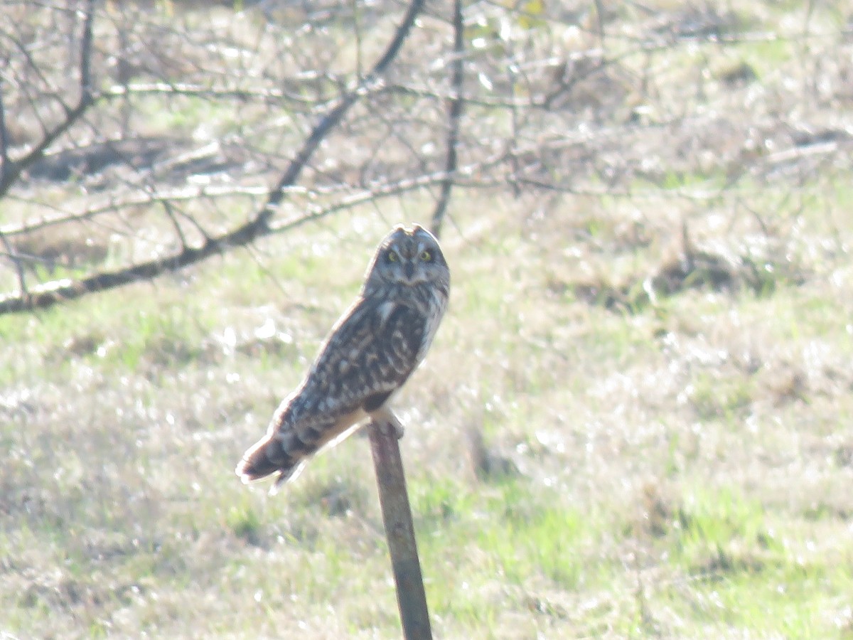 Short-eared Owl (Northern) - ML616190452