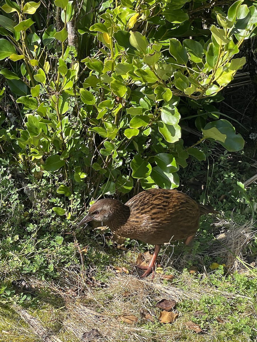 Weka - Andrew Oosterbroek