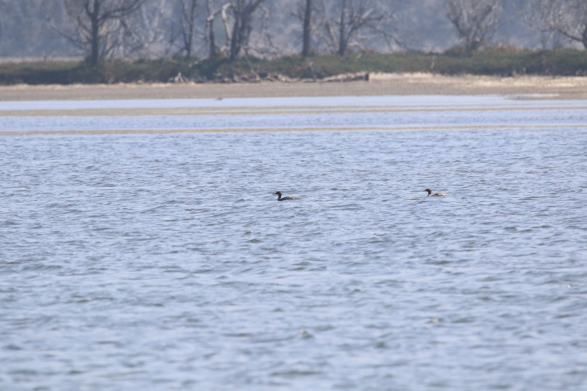 Red-breasted Merganser - ML616190522