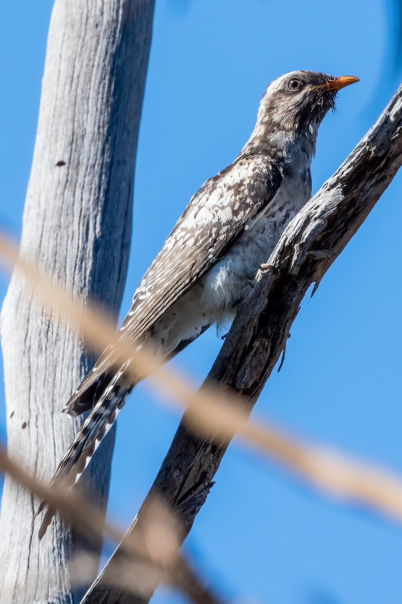 Pallid Cuckoo - ML616190538