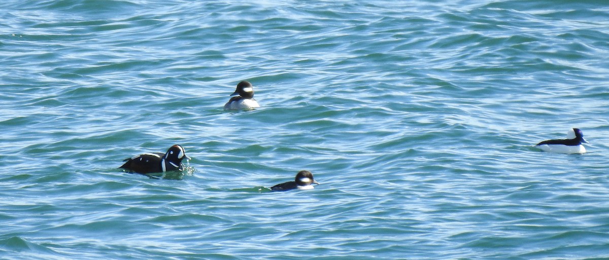 Harlequin Duck - ML616190561