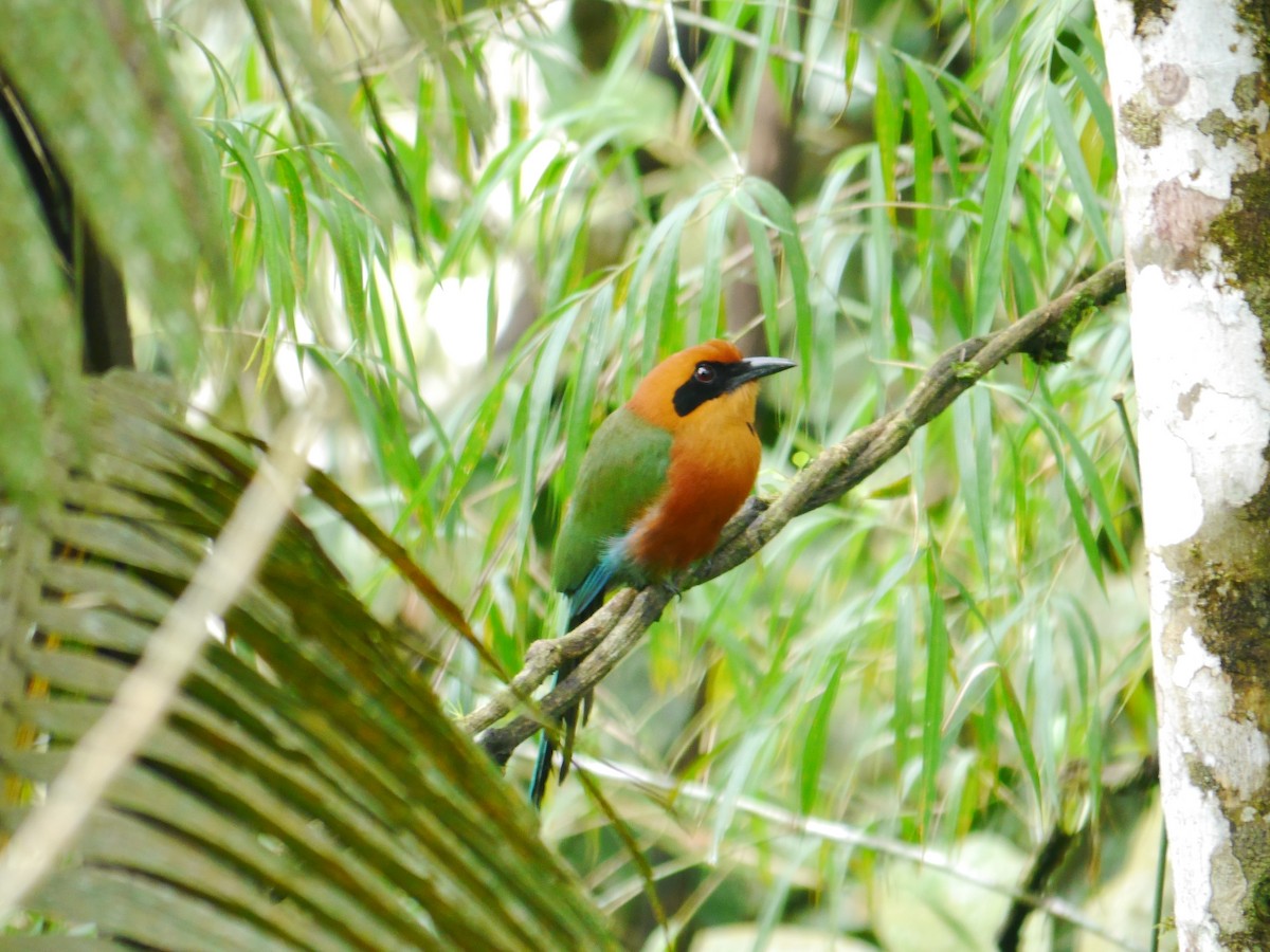 Rufous Motmot - ML616190589