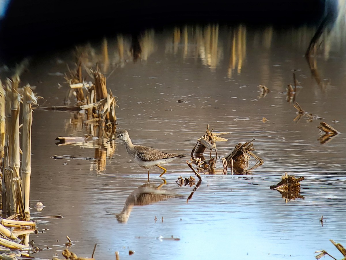 Lesser Yellowlegs - Alyssia Church🐿