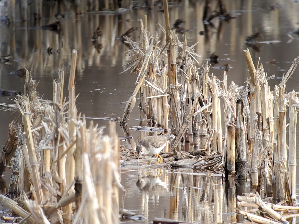 Lesser Yellowlegs - ML616190618