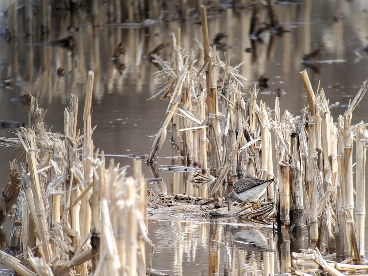 Lesser Yellowlegs - ML616190619