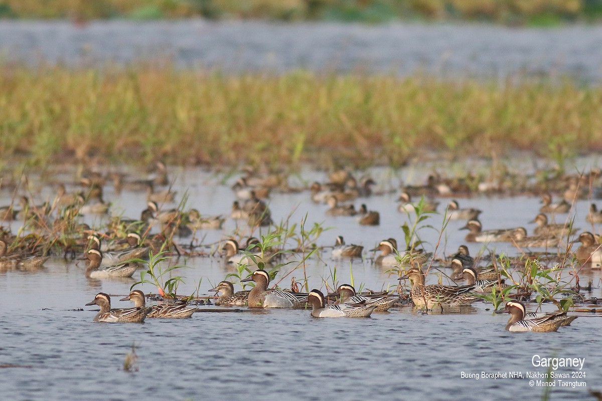 Garganey - ML616190634