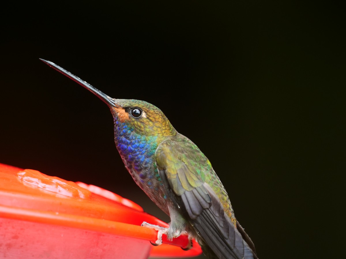 Rufous-gaped Hillstar - Brett Hartl