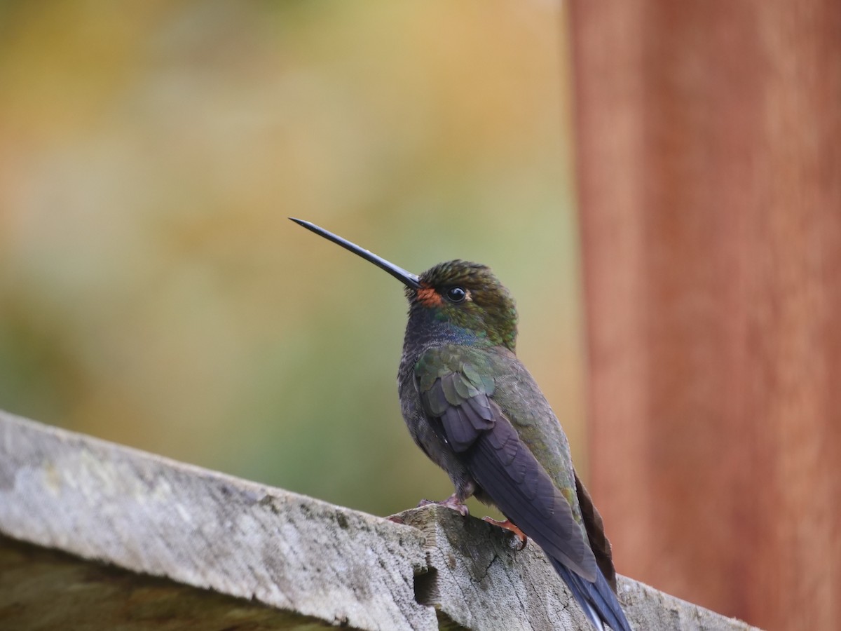 Colibrí de Bouguer Occidental - ML616190657