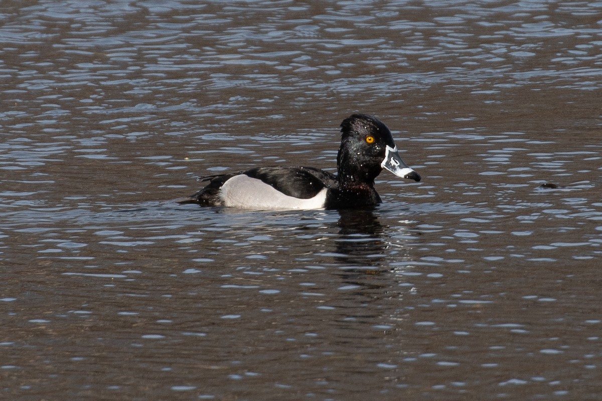 Ring-necked Duck - ML616190660