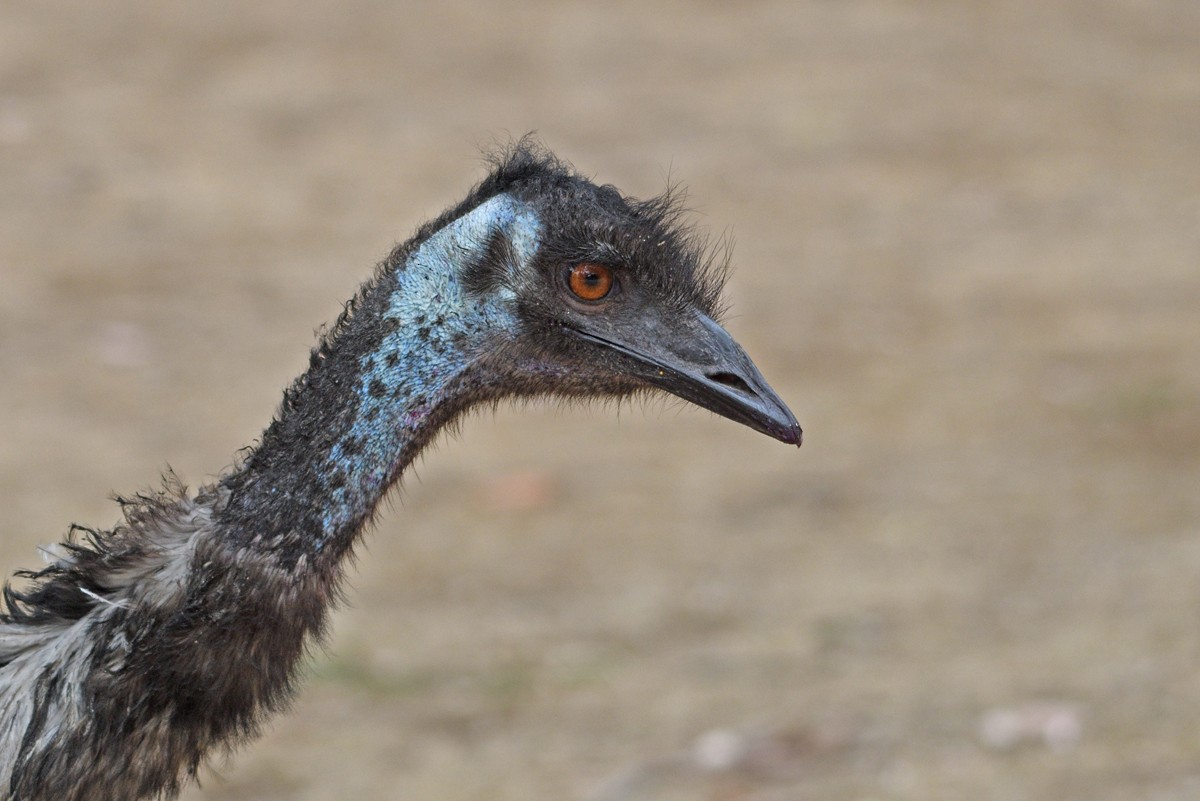Emu - Philip Karstadt