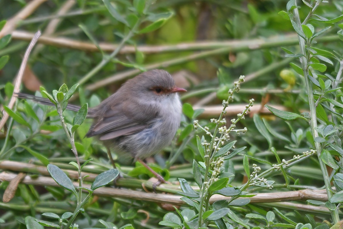 Superb Fairywren - Philip Karstadt