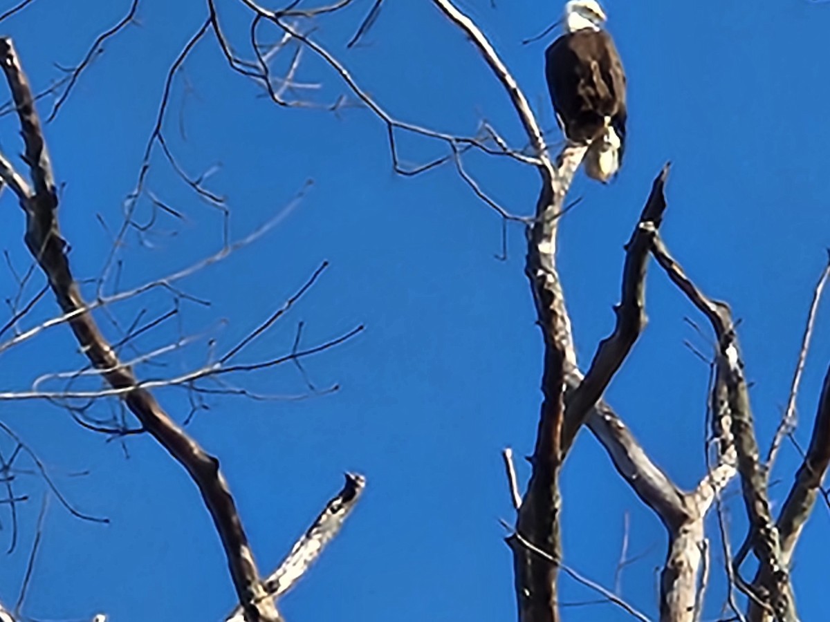 Bald Eagle - ML616190694