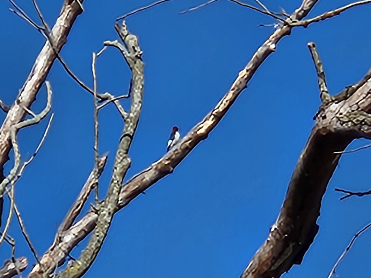 Red-headed Woodpecker - ML616190717