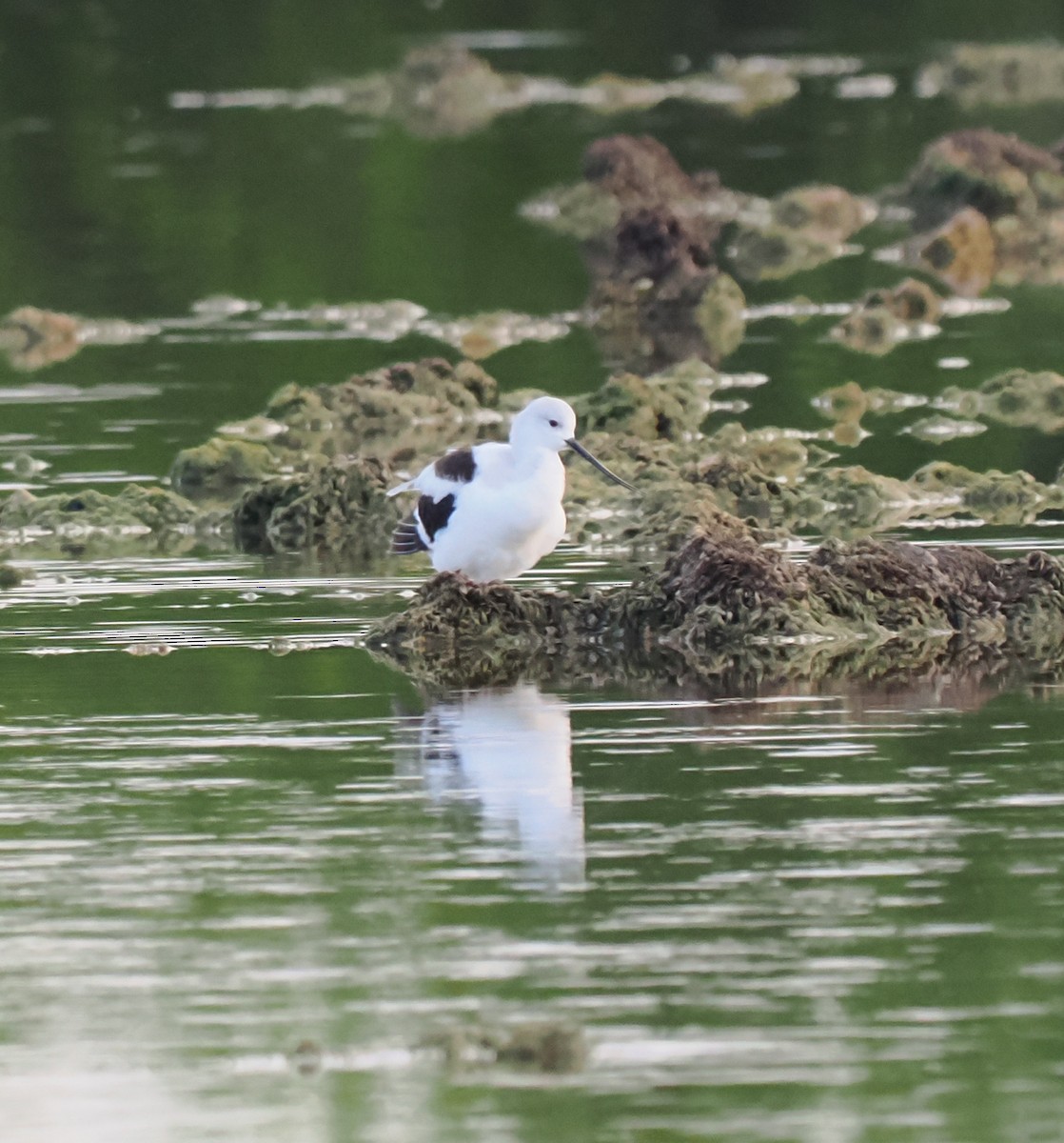 Avoceta Americana - ML616190771