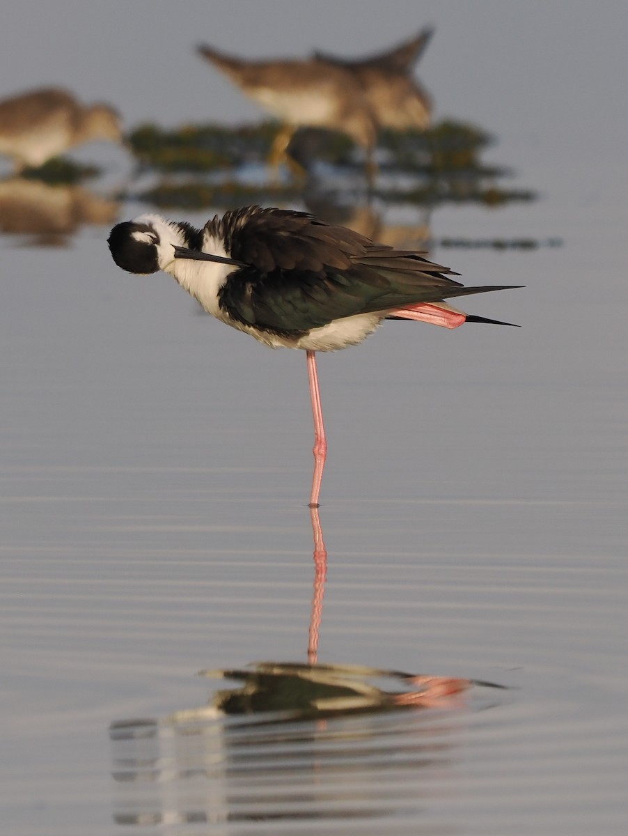 Black-necked Stilt - ML616190775