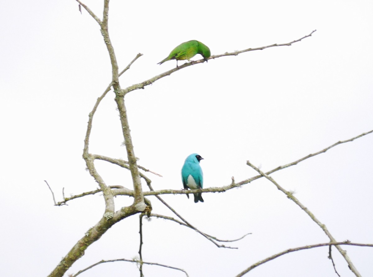 Swallow Tanager - ML616190849