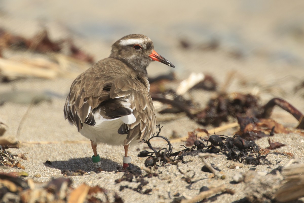 Shore Plover - ML616190898