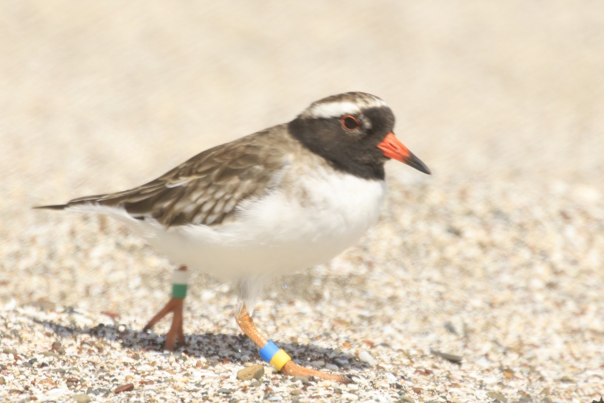 Shore Plover - ML616190907