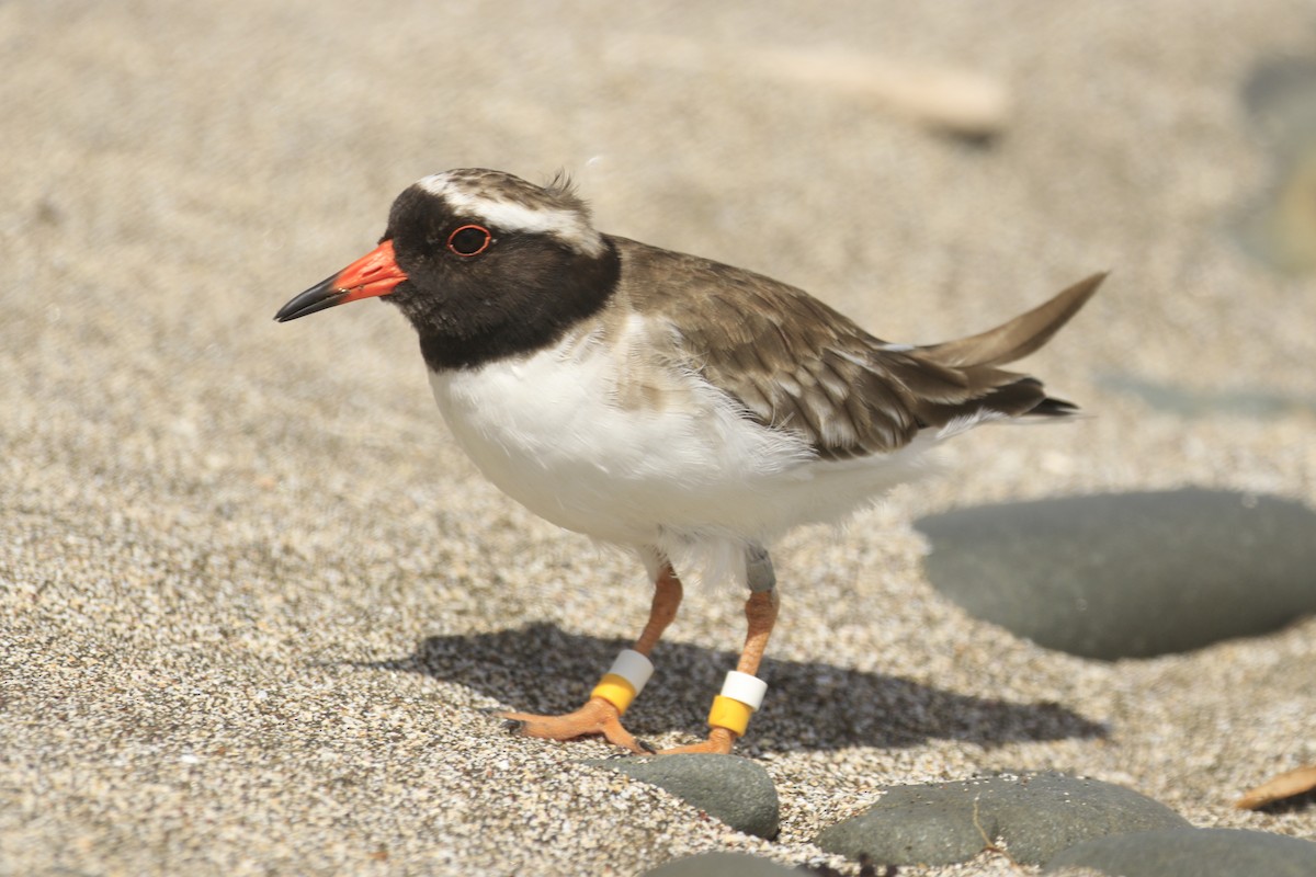 Shore Plover - Philip Precey