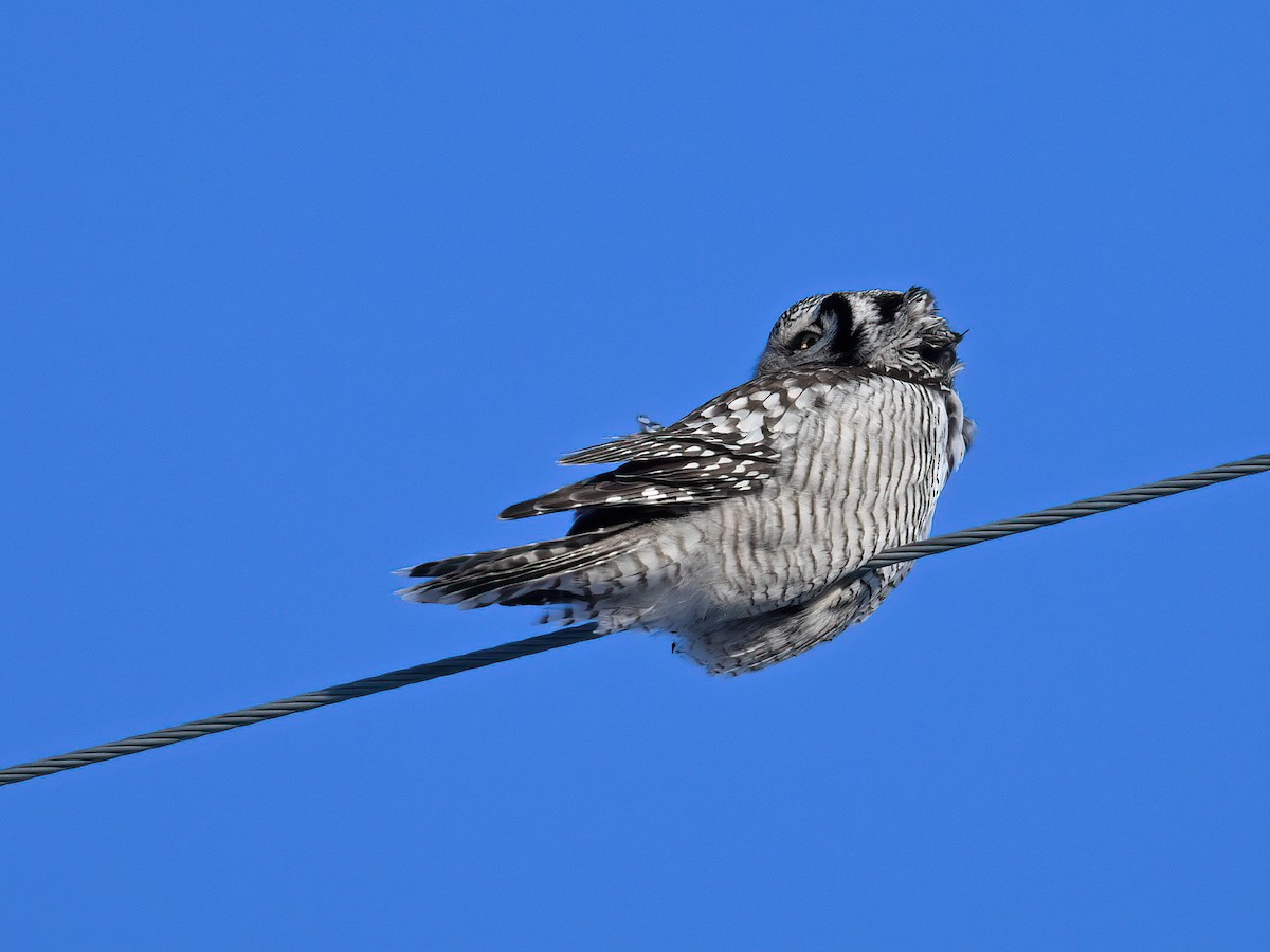 Northern Hawk Owl - ML616190957