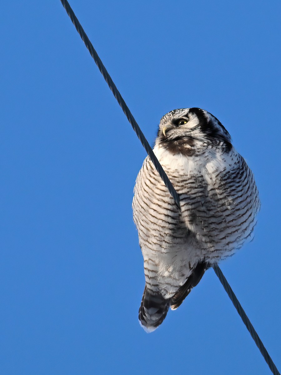 Northern Hawk Owl - ML616190958