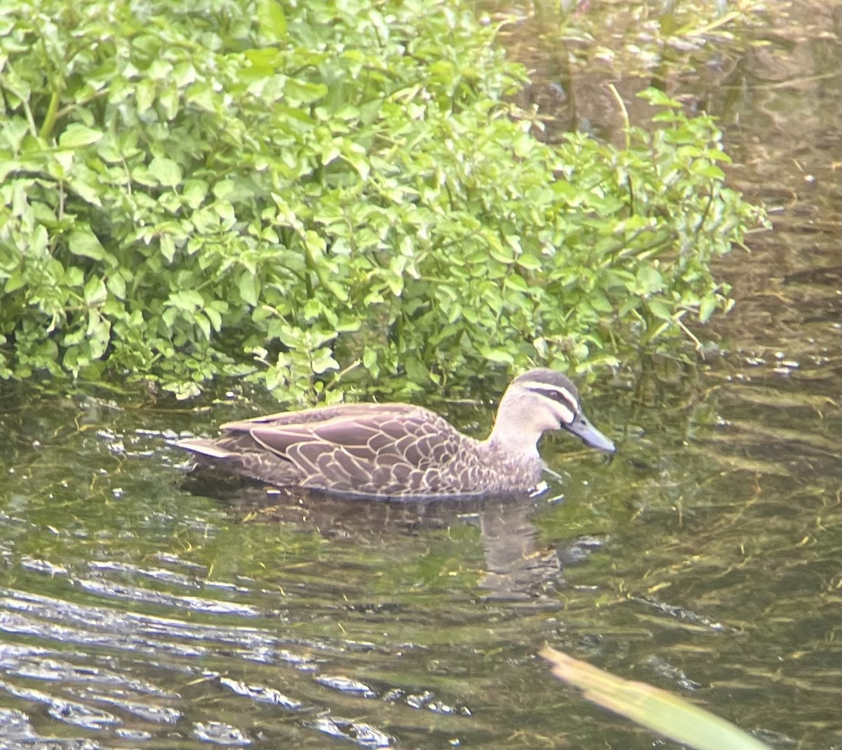 Pacific Black Duck - Oscar Nigam