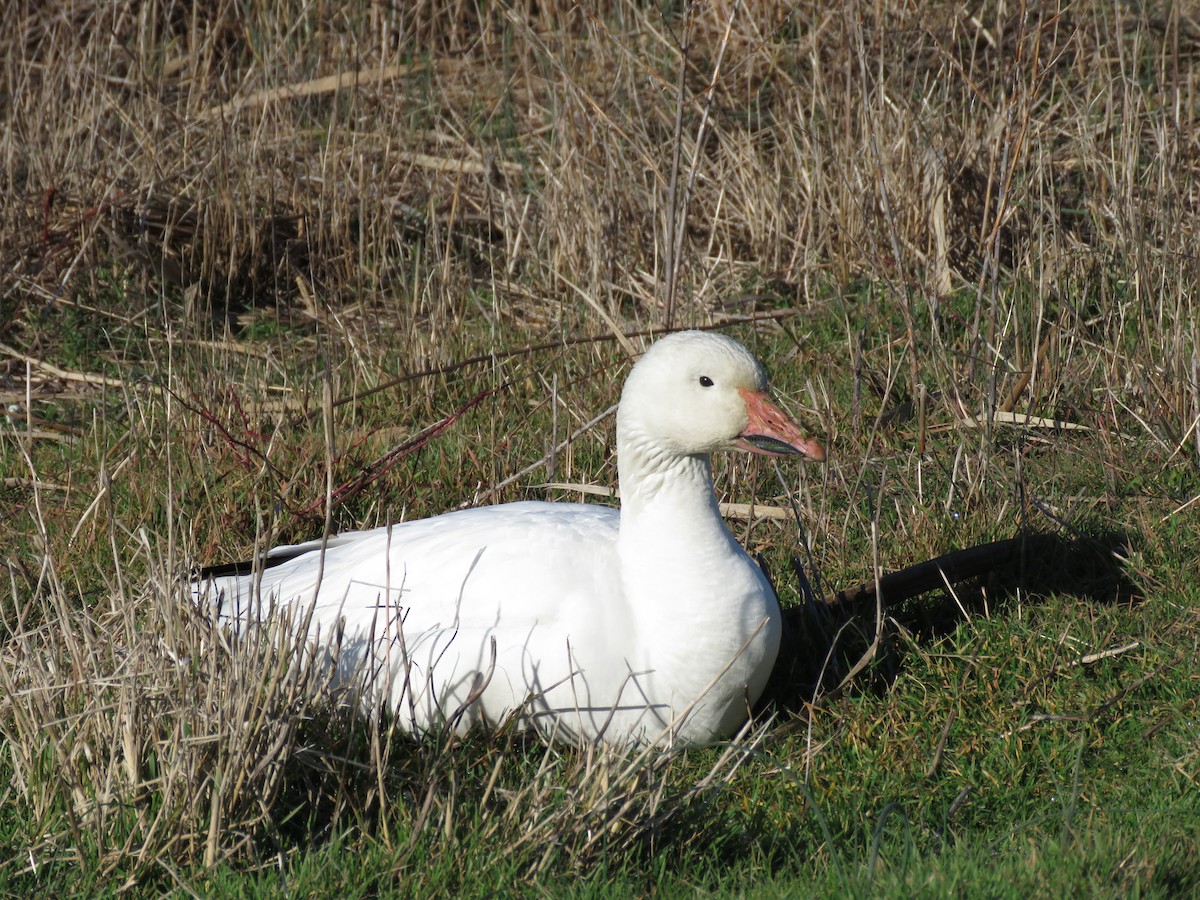 Snow Goose - ML616190971