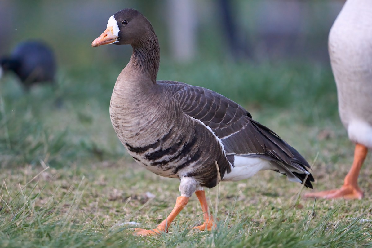 Greater White-fronted Goose - ML616190972